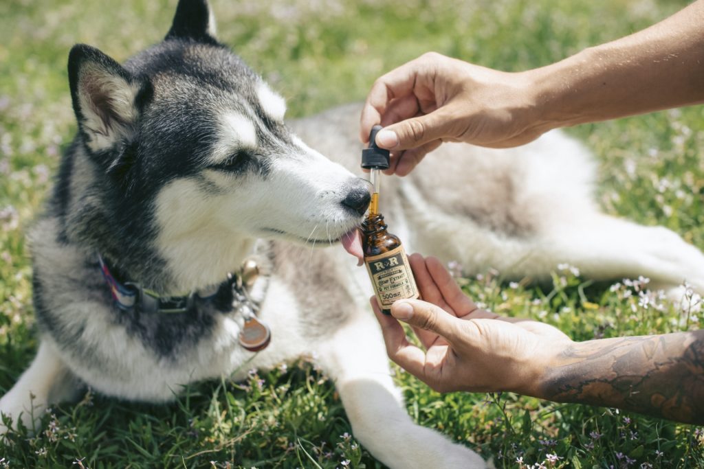 What is the Correct CBD Dosage for Your Dogs?