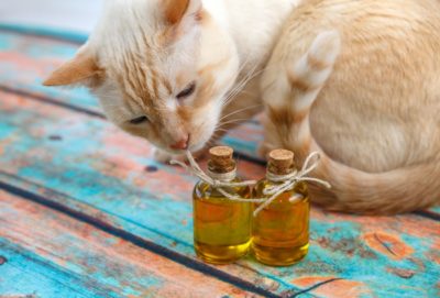 Should You Give Your Cat CBD Treats