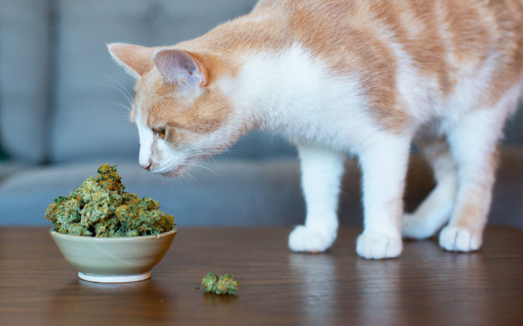 Should You Give Your Cat CBD Treats